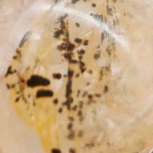 Load image into Gallery viewer, Dendritic Quartz Sphere w/Star # 147