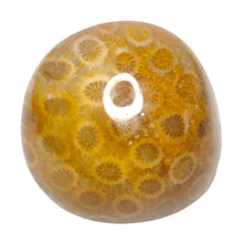 Load image into Gallery viewer, Fossil Coral XL Tumble # 162