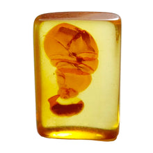 Load image into Gallery viewer, Amber Cabochon # 25