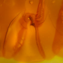 Load image into Gallery viewer, Amber Cabochon # 25