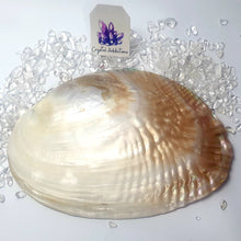 Load image into Gallery viewer, Pearl Shells