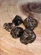 Load image into Gallery viewer, Turritella Agate Tumble