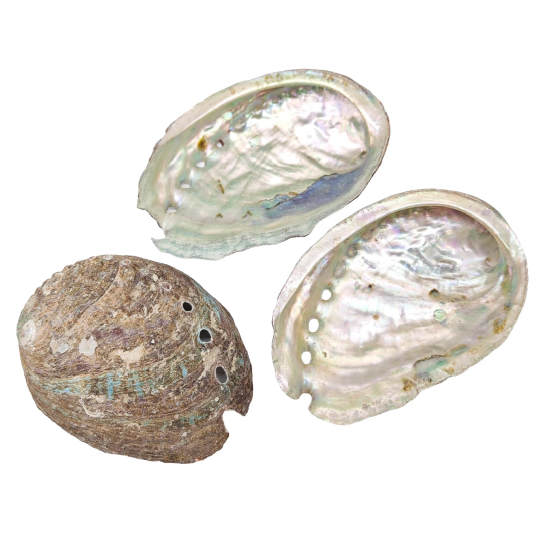 Abalone Shell - Small