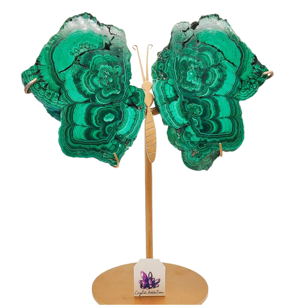 Malachite Butterfly Wings + Stand # 16