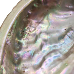 Abalone Shell - Small