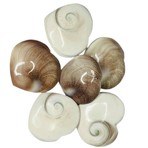 Heart Shiva Shells