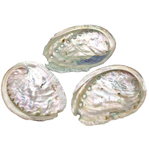 Abalone Shell - Small