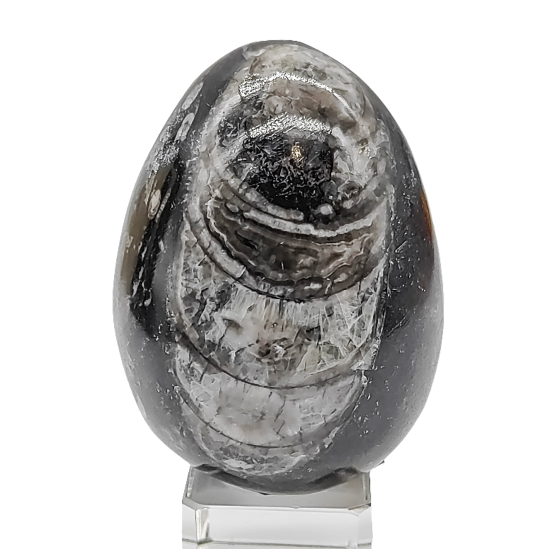 Orthoceras Egg # 72
