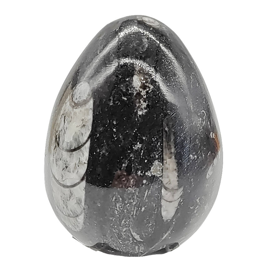 Orthoceras Egg # 132