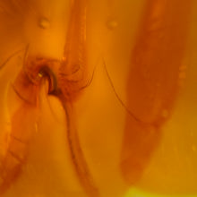 Load image into Gallery viewer, Amber Cabochon # 25
