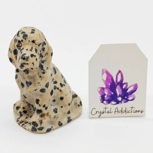 Dalmatian Jasper Dog # 17