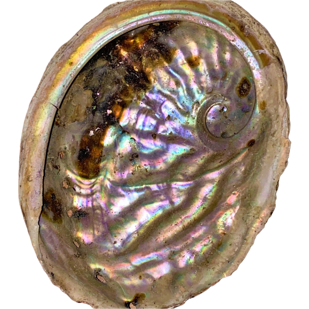 Abalone Shell