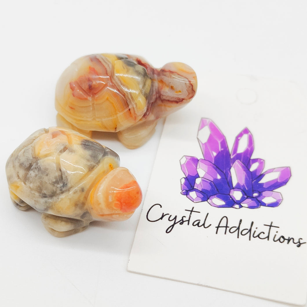 Crazy Lace Agate Mini Turtles