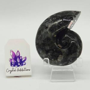 Larvikite Shell # 199