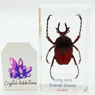 Long Arm Scarab Beetle in Acrylic Resin