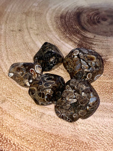 Turritella Agate Tumble