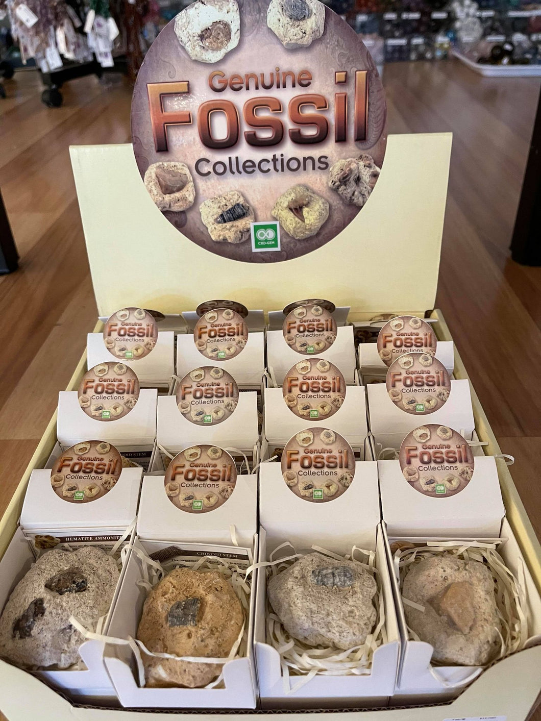 Fossil Collections